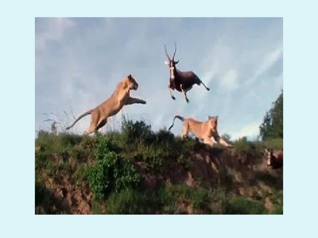 РУЛЬ И БАЛАНСИР 