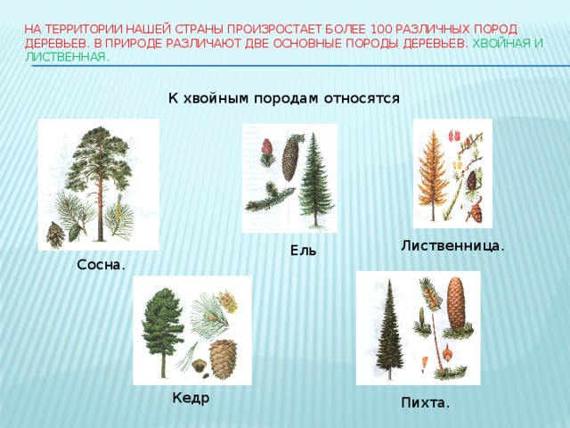 На территории нашей страны произростает более 100 различных пород деревьев. В природе различают две основные породы деревьев. Хвойная и лиственная.  К хвойным породам относятся Лиственница.  Ель Сосна. Кедр Пихта. 