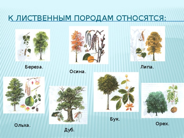 К лиственным породам относятся: Береза. Липа. Осина. Бук. Орех. Ольха. Дуб. 