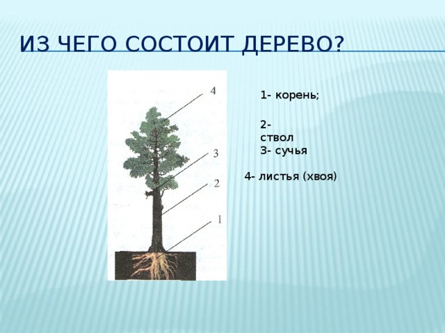 Из чего состоит дерево? 1- корень; 2- ствол 3- сучья 4- листья (хвоя) 