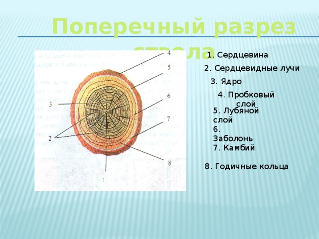 Поперечный разрез ствола 1. Сердцевина 2. Сердцевидные лучи 3. Ядро 4. Пробковый слой 5. Лубяной слой 6. Заболонь 7. Камбий 8. Годичные кольца 