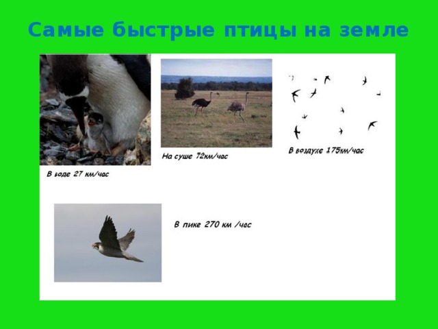 Знаете ли вы максимальную скорость этих животных? 1  Заяц 2 3  Лошадь   Лев 4 3    Гепард  Дельфин 6  Сокол-сапсан  55 км/ч 120км/ч 77 км/ч 270 км/ч 60 км/ч 80 км/ч