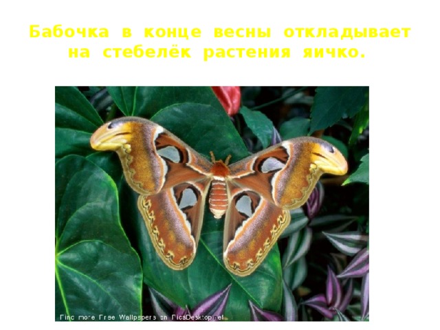 Бабочка в конце весны откладывает на стебелёк растения яичко. 