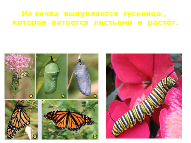 Из яичка вылупляется гусеница , которая питается листьями и растёт. 