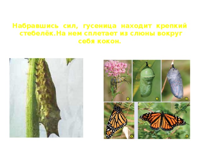 Набравшись сил, гусеница находит крепкий стебелёк.На нем сплетает из слюны вокруг себя кокон. 