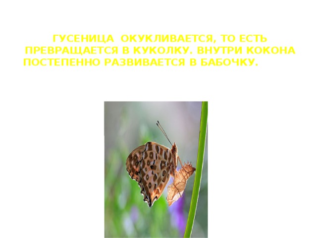 Гусеница окукливается, то есть превращается в куколку. Внутри кокона постепенно развивается в бабочку. 