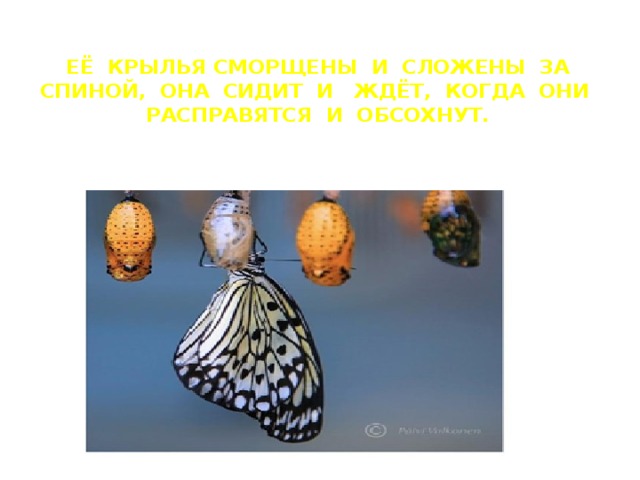 Её крылья сморщены и сложены за спиной, она сидит и ждёт, когда они расправятся и обсохнут. 