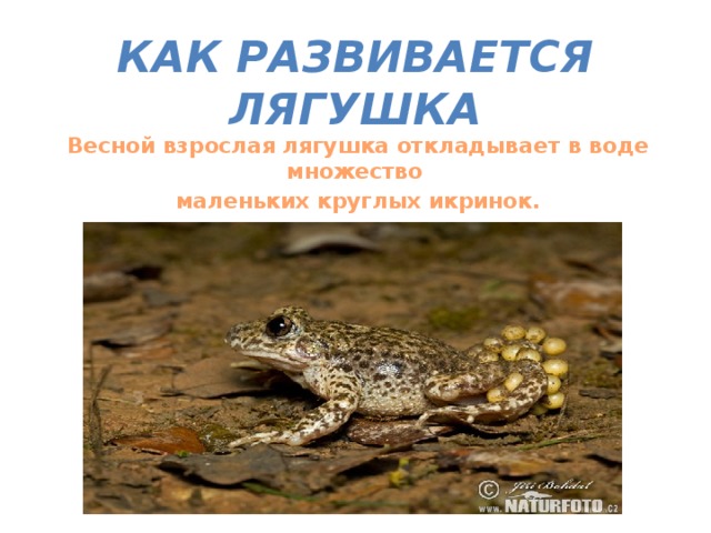 Как развивается лягушка Весной взрослая лягушка откладывает в воде множество маленьких круглых икринок. 