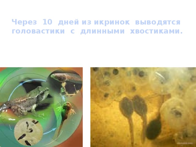 Через 10 дней из икринок выводятся головастики с длинными хвостиками. 