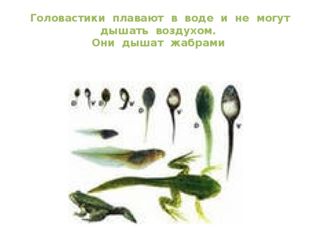 Головастики плавают в воде и не могут дышать воздухом.  Они дышат жабрами 