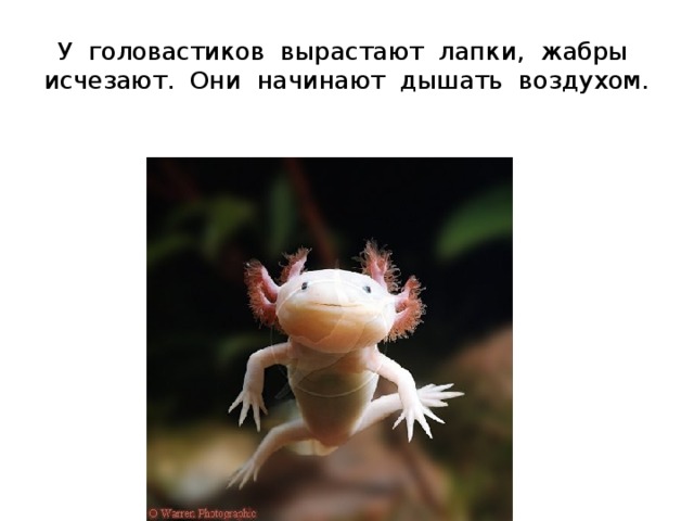 У головастиков вырастают лапки, жабры исчезают. Они начинают дышать воздухом. 