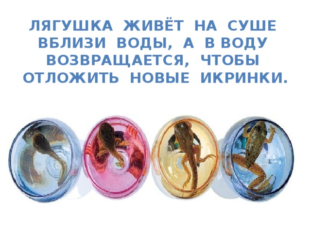 Лягушка живёт на суше вблизи воды, а в воду возвращается, чтобы отложить новые икринки. 