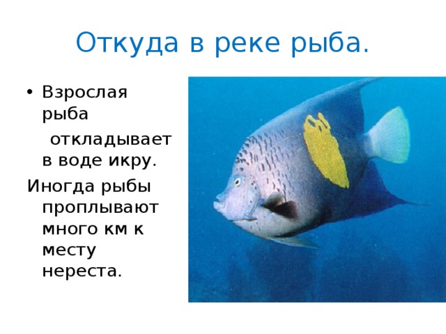 Откуда в реке рыба. Взрослая рыба  откладывает в воде икру. Иногда рыбы проплывают много км к месту нереста. 
