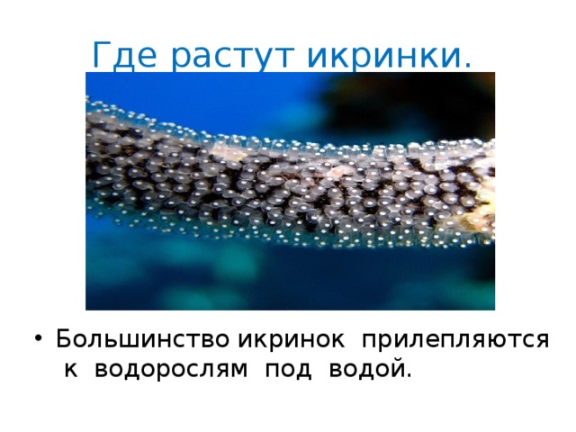 Где растут икринки. Большинство икринок прилепляются к водорослям под водой. 