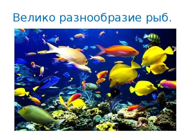 Велико разнообразие рыб. 