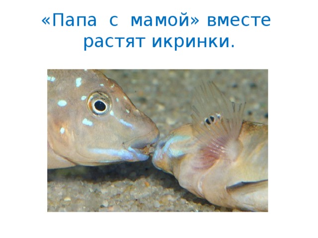 «Папа с мамой» вместе растят икринки. 