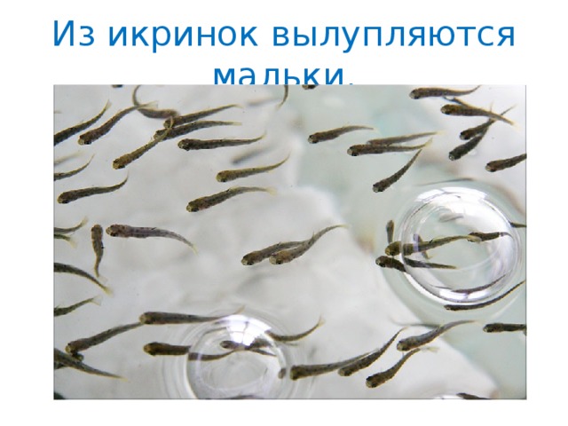Из икринок вылупляются мальки. 