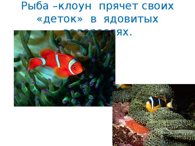 Рыба –клоун прячет своих «деток» в ядовитых водорослях. 