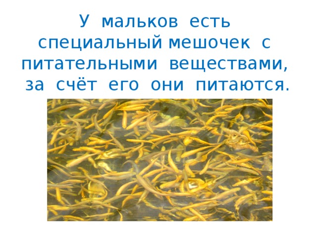 У мальков есть специальный мешочек с питательными веществами, за счёт его они питаются. 