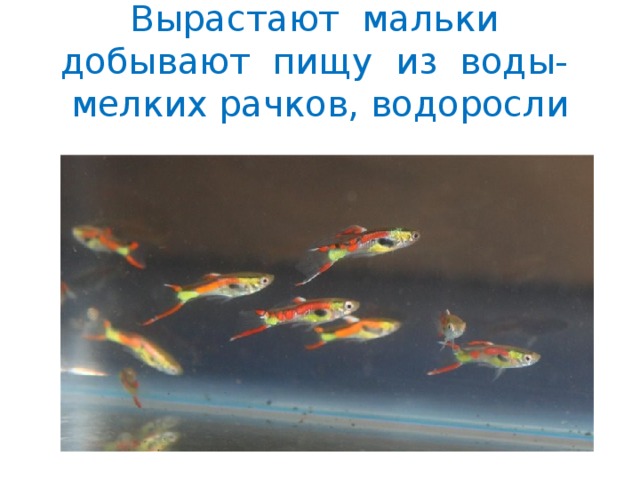 Вырастают мальки добывают пищу из воды- мелких рачков, водоросли 