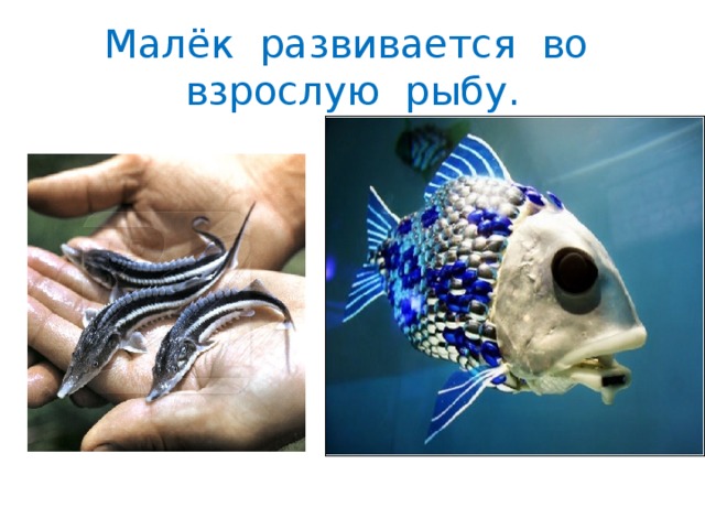 Малёк развивается во взрослую рыбу. 