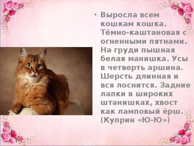 Выросла всем кошкам кошка. Тёмно-каштановая с огненными пятнами. На груди пышная белая манишка. Усы в четверть аршина. Шерсть длинная и вся лоснится. Задние лапки в широких штанишках, хвост как ламповый ёрш. (Куприн «Ю-Ю»)