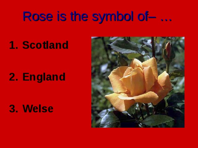Rose is the symbol of – …  Scotland  England  Welse 