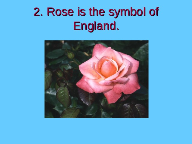 2. Rose is the symbol of England . 