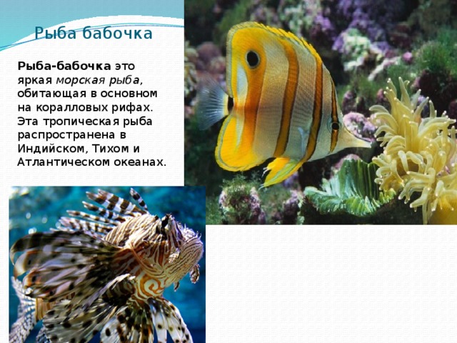 Рыба бабочка Рыба-бабочка  это яркая  морская рыба , обитающая в основном на коралловых рифах. Эта тропическая рыба распространена в Индийском, Тихом и Атлантическом океанах.  
