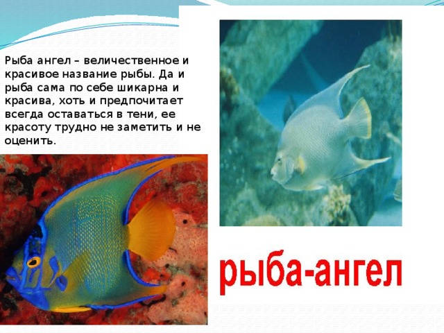 Рыба ангел – величественное и красивое название рыбы. Да и рыба сама по себе шикарна и красива, хоть и предпочитает всегда оставаться в тени, ее красоту трудно не заметить и не оценить.    