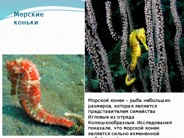 Морские коньки Морской конек – рыба небольших размеров, которая является представителем семейства Игловые из отряда Колюшкообразные. Исследования показали, что морской конек является сильно измененной рыбой-иглой. 
