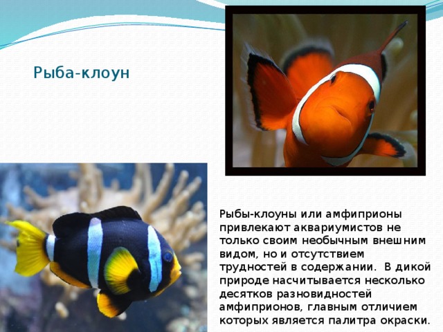 Рыба-клоун Рыбы-клоуны или амфиприоны привлекают аквариумистов не только своим необычным внешним видом, но и отсутствием трудностей в содержании. В дикой природе насчитывается несколько десятков разновидностей амфиприонов, главным отличием которых является палитра окраски. 