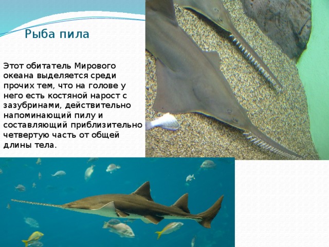 Рыба пила Этот обитатель Мирового океана выделяется среди прочих тем, что на голове у него есть костяной нарост с зазубринами, действительно напоминающий пилу и составляющий приблизительно четвертую часть от общей длины тела.   