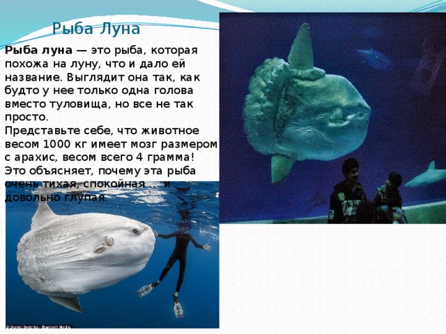 Рыба Луна Рыба луна  — это рыба, которая похожа на луну, что и дало ей название. Выглядит она так, как будто у нее только одна голова вместо туловища, но все не так просто. Представьте себе, что животное весом 1000 кг имеет мозг размером с арахис, весом всего 4 грамма! Это объясняет, почему эта рыба очень тихая, спокойная … и довольно глупая. 
