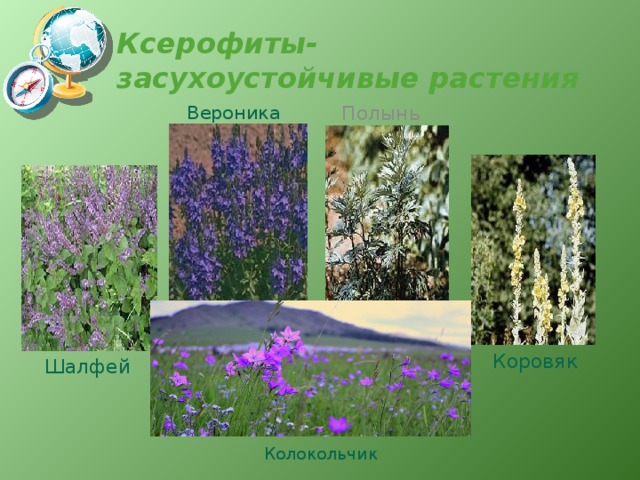 Ксерофиты- засухоустойчивые растения Вероника Полынь Коровяк  Шалфей Колокольчик 
