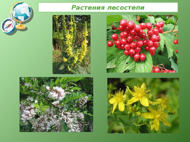 Растения лесостепи 