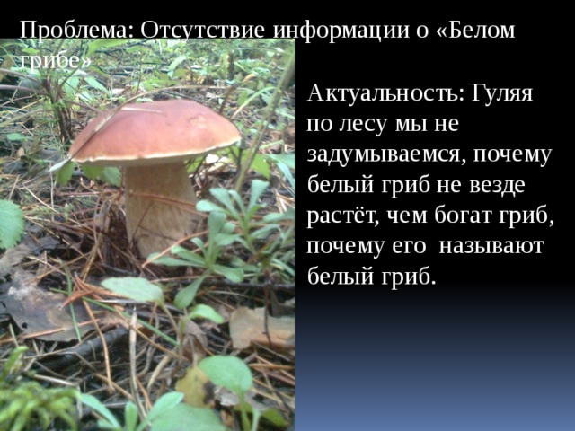 Проблема: Отсутствие информации о «Белом грибе» Актуальность: Гуляя по лесу мы не задумываемся, почему белый гриб не везде растёт, чем богат гриб, почему его называют белый гриб. 