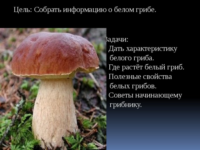 Цель: Собрать информацию о белом грибе. Задачи:  Дать характеристику  белого гриба.  Где растёт белый гриб.  Полезные свойства  белых грибов.  Советы начинающему  грибнику. 