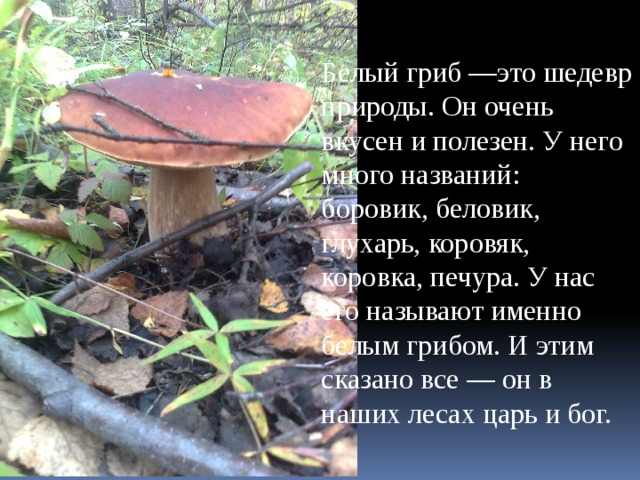 Белый гриб —это шедевр природы. Он очень вкусен и полезен. У него много названий: боровик, беловик, глухарь, коровяк, коровка, печура. У нас его называют именно белым грибом. И этим сказано все — он в наших лесах царь и бог. 