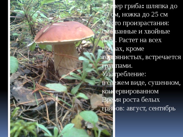 Размер гриба : шляпка до 50 см, ножка до 25 см  Место произрастания: смешанные и хвойные леса. Растет на всех почвах, кроме торфянистых, встречается группами. Употребление: в свежем виде, сушенном, консервированном  Время роста белых грибов: август, сентябрь 