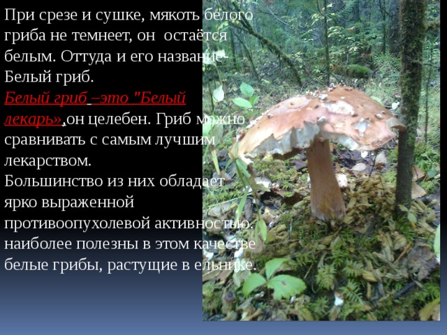 При срезе и сушке, мякоть белого гриба не темнеет, он остаётся белым. Оттуда и его название-Белый гриб.  Белый гриб  –это 