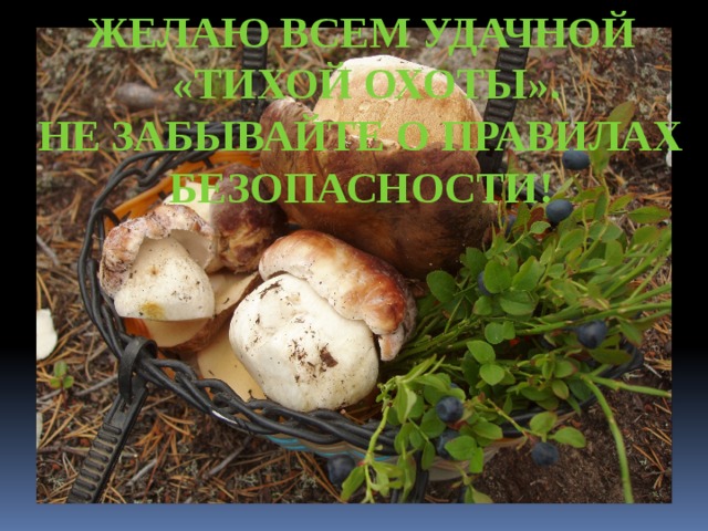 Желаю всем удачной «тихой охоты». Не забывайте о правилах безопасности! 