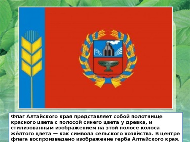 Флаг Алтайского края представляет собой полотнище красного цвета с полосой синего цвета у древка, и стилизованным изображением на этой полосе колоса жёлтого цвета — как символа сельского хозяйства. В центре флага воспроизведено изображение герба Алтайского края. 