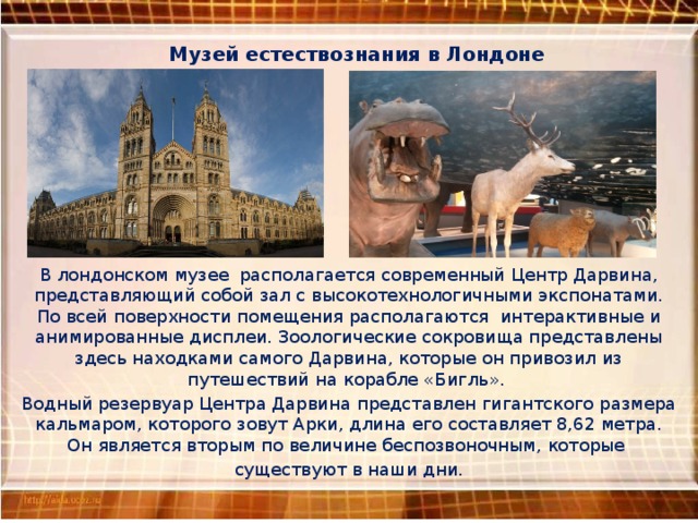 Музей естествознания в Лондоне В лондонском музее располагается современный Центр Дарвина, представляющий собой зал с высокотехнологичными экспонатами. По всей поверхности помещения располагаются интерактивные и анимированные дисплеи. Зоологические сокровища представлены здесь находками самого Дарвина, которые он привозил из путешествий на корабле «Бигль».  Водный резервуар Центра Дарвина представлен гигантского размера кальмаром, которого зовут Арки, длина его составляет 8,62 метра. Он является вторым по величине беспозвоночным, которые существуют в наши дни. 