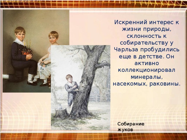 Искренний интерес к жизни природы, склонность к собирательству у Чарльза пробудились еще в детстве. Он активно коллекционировал минералы, насекомых, раковины. Собирание жуков 