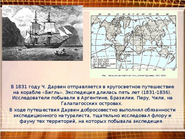 В 1831 году Ч. Дарвин отправляется в кругосветное путешествие на корабле «Бигль». Экспедиция длилась пять лет (1831-1836). Исследователи побывали в Аргентине, Бразилии, Перу, Чили, на Галапагосских островах. В ходе путешествия Дарвин добросовестно выполнял обязанности экспедиционного натуралиста, тщательно исследовал флору и фауну тех территорий, на которых побывала экспедиция. 