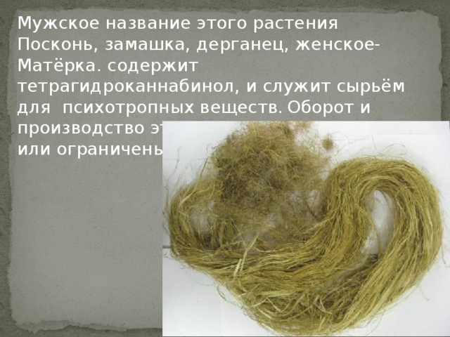 Мужское название этого растения Посконь, замашка, дерганец, женское- Матёрка. содержит тетрагидроканнабинол, и служит сырьём для психотропных веществ.  Оборот и производство этих препаратов запрещены или ограничены во многих странах мира         