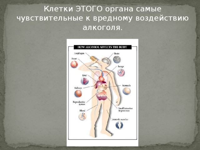 Клетки ЭТОГО органа самые чувствительные к вредному воздействию алкоголя. 
