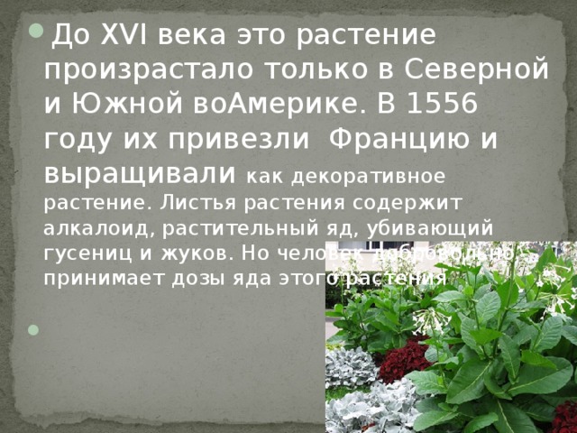 До XVI века это растение произрастало только в Северной и Южной воАмерике. В 1556 году их привезли Францию и выращивали как декоративное растение. Листья растения содержит алкалоид, растительный яд, убивающий гусениц и жуков. Но человек добровольно принимает дозы яда этого растения         