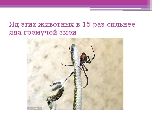 Яд этих животных в 15 раз сильнее яда гремучей змеи 